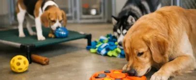 Dog Kennel Enrichment Activities That Matter
