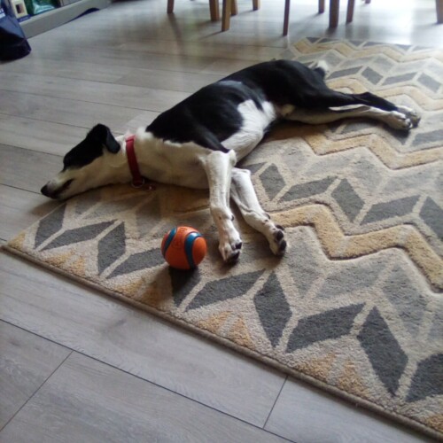 Milo Relaxing after Visit to Windmill Farm