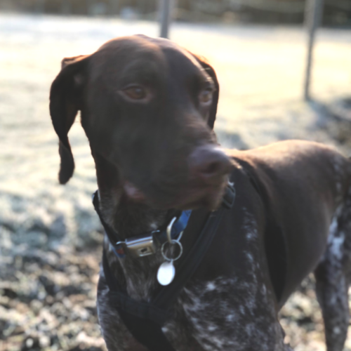 Hector - German Short Haired Pointer