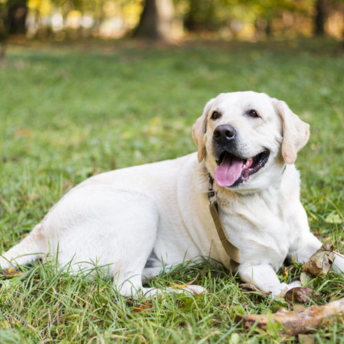 Jackson - Golden Labrador