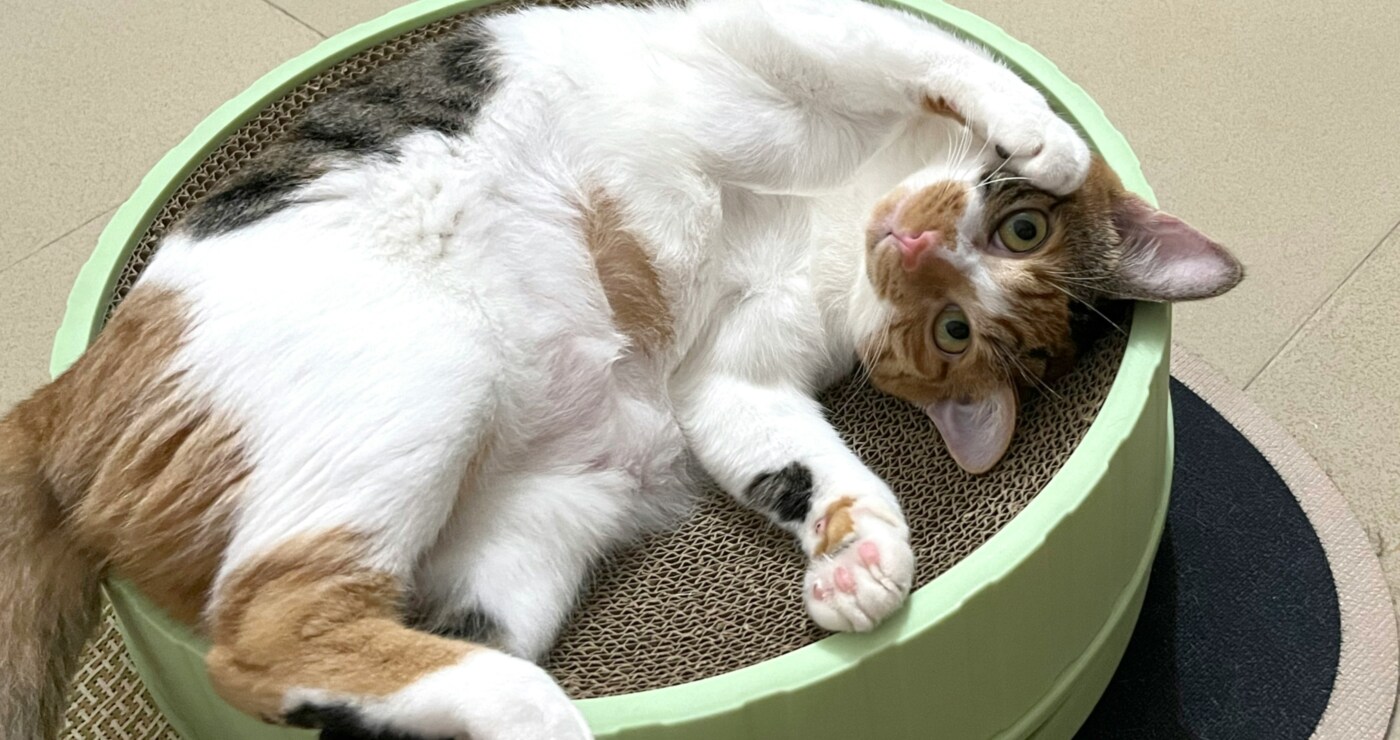 Cattery in Caterham