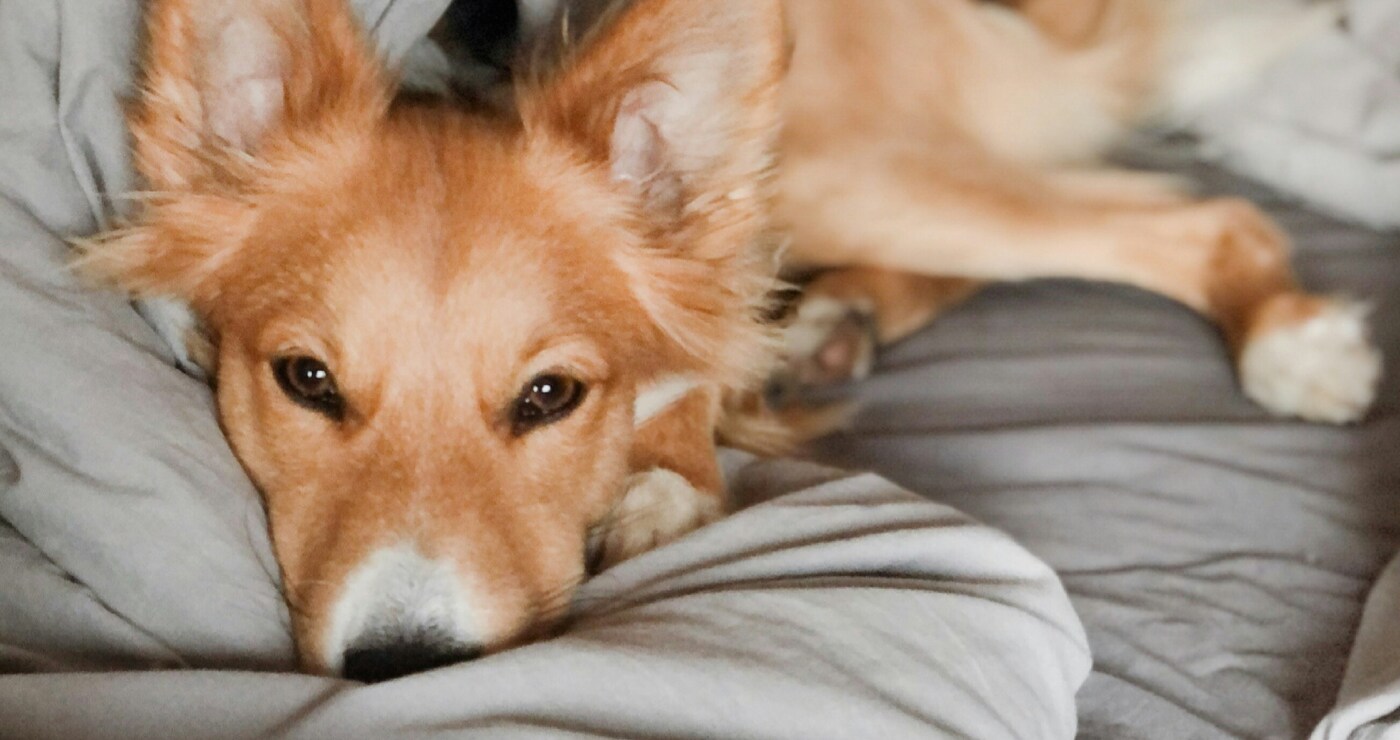 Dog lying in bed