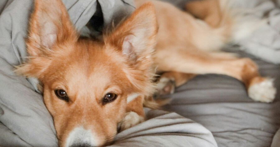 Dog lying in bed