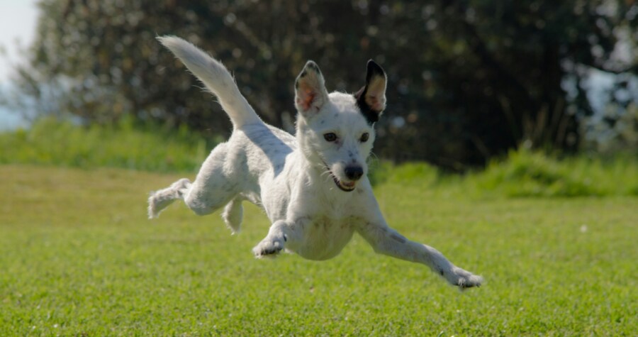 Dog Leaping in Field