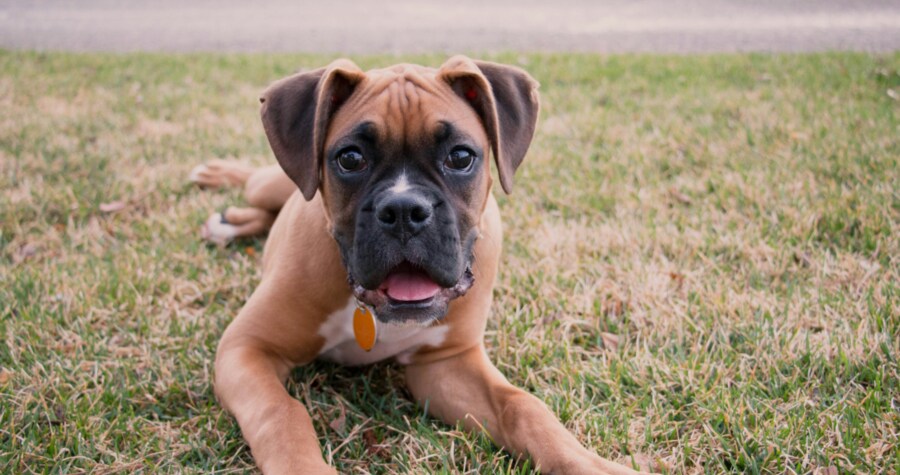 Puppy Lying Down on Grass