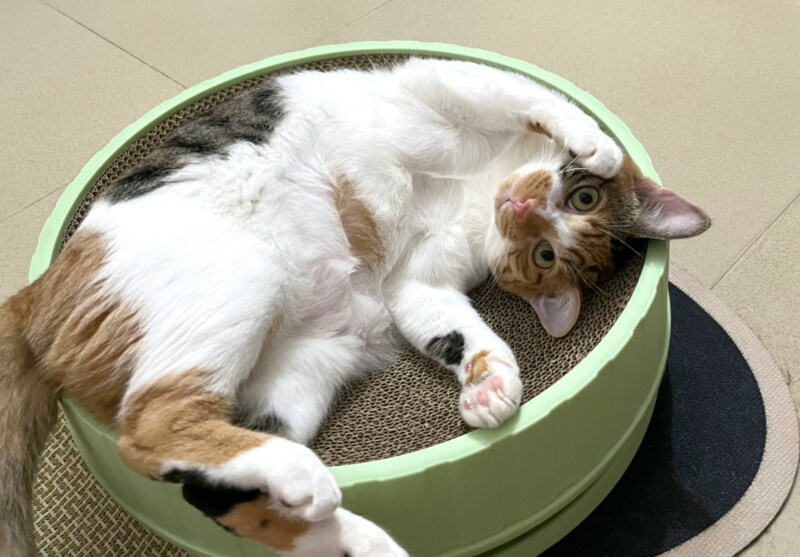 Cat lying in Basket