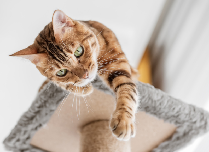 Cat Reaching down from Treetop Bed