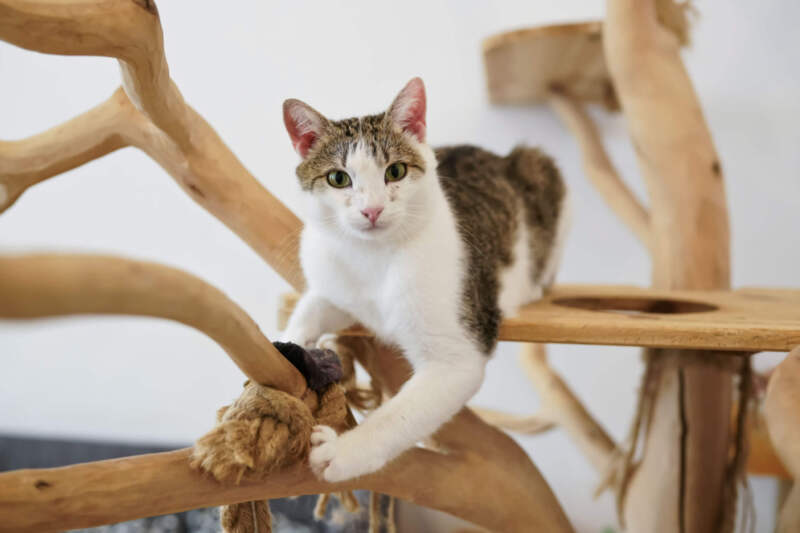 Cat playing on tree