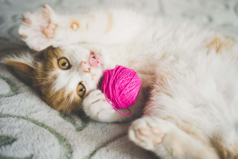 Cat playing with ribbon