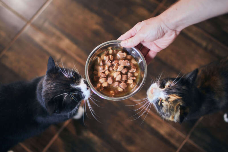 Cat's being fed