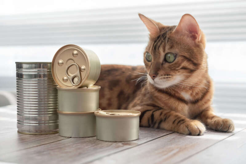 Cat with food tins