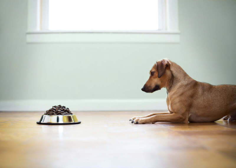 A dog looking at their food bowl