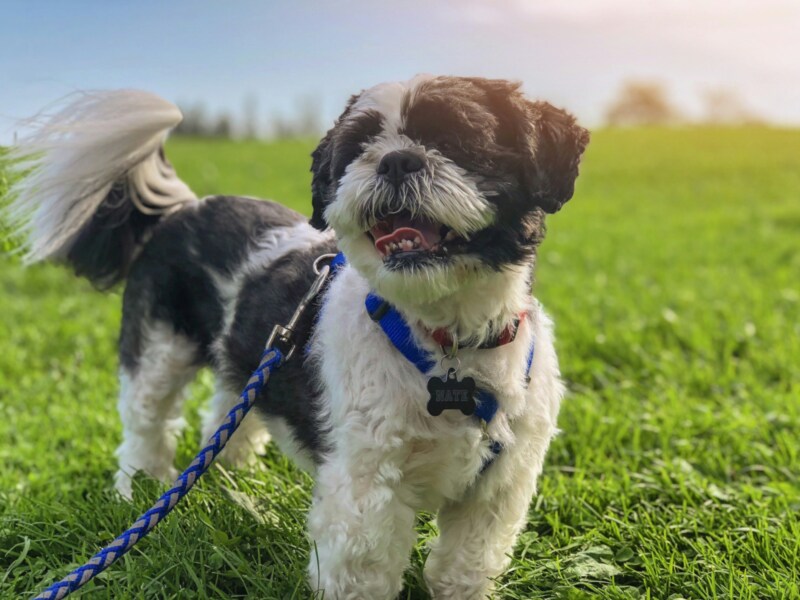Dog in a Field