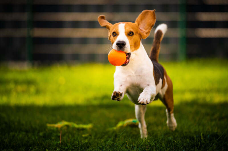 A dog running with a ball in their mouth