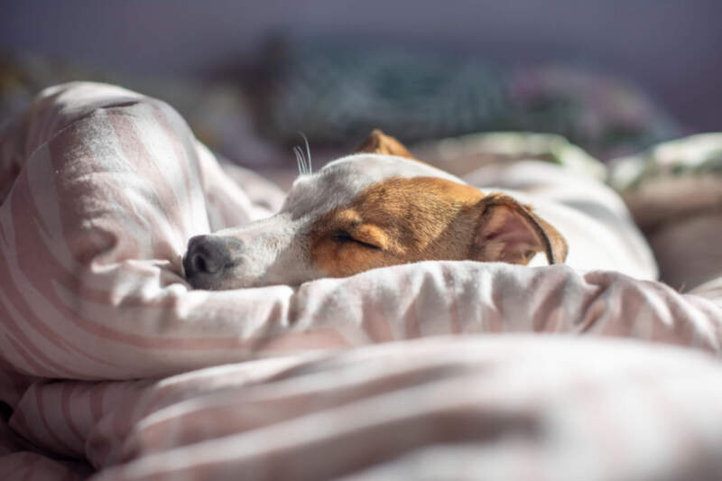 A dog asleep on their bed