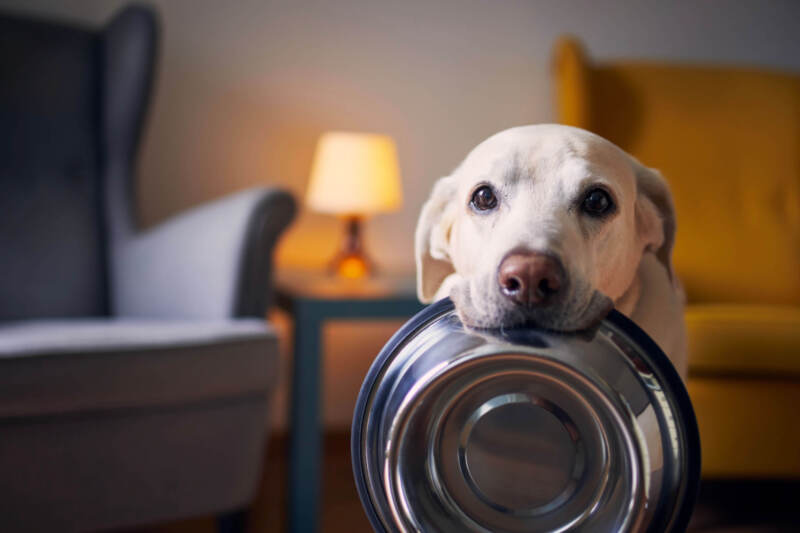 A dog with their food bowl in their mouth