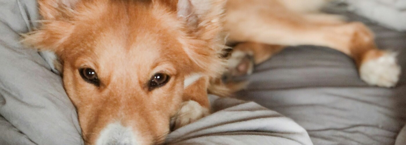 Dog lying in bed